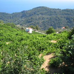 Samos 2008